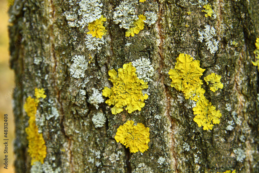 Yellow and green lichens
