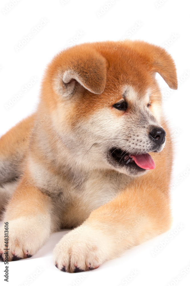 Akita-inu, akita inu dog puppy