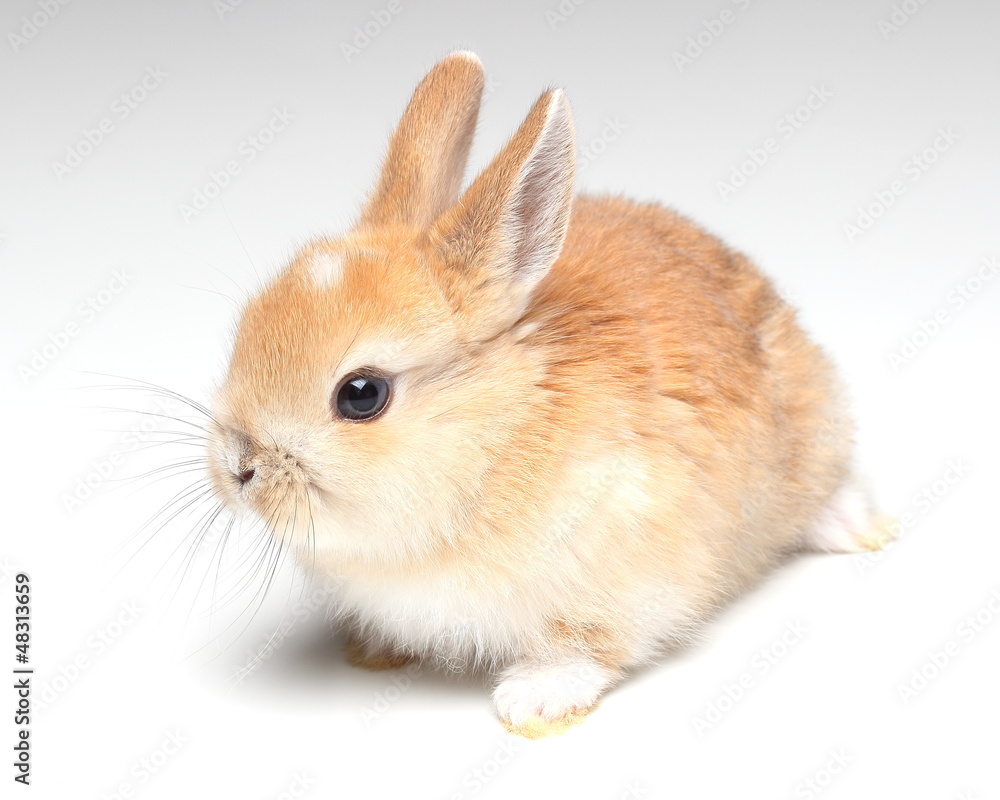young carroty rabbit isolated on white