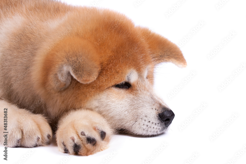 Akita-inu, akita inu dog puppy