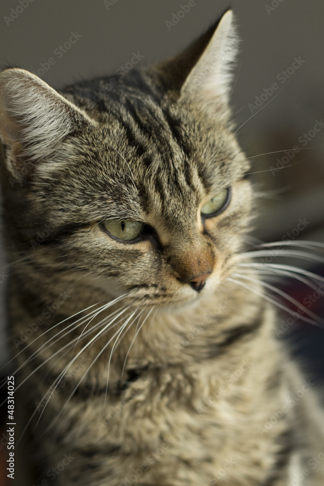 Chat tabby Chat tabby