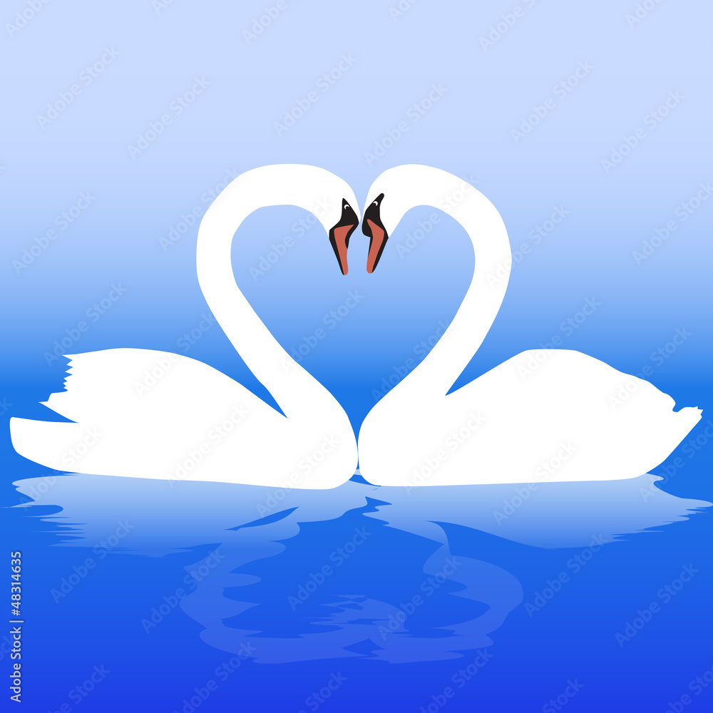 Fototapeta premium Two white swans with love.
