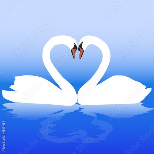 Two white swans with love.