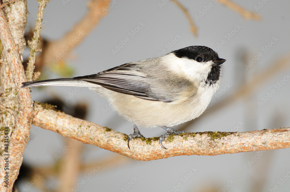 Obraz premium a willow tit perched on a branch