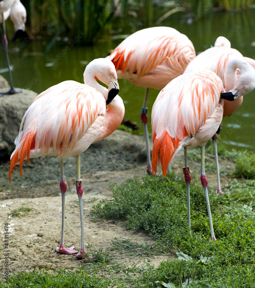 Flamingo (Phoenicopterus chilensis) - obrazy, fototapety, plakaty 