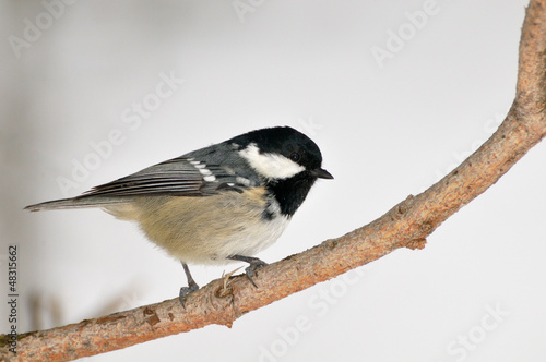 a coal tit against a snowy background