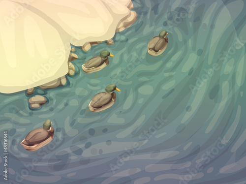 mallards swimming in the river in winter
