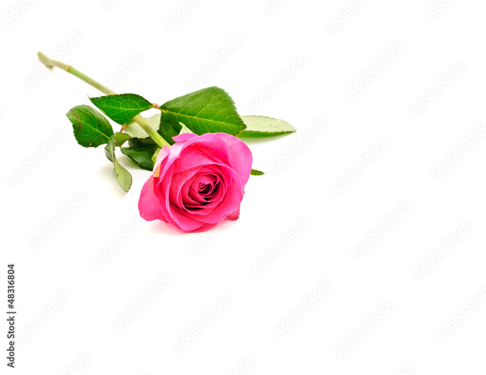 Fototapeta premium Rose Pink Flat on Background White
