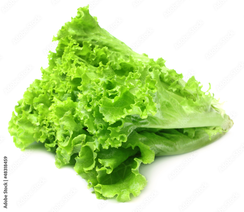 Fresh lettuce over white background Fresh lettuce over white background