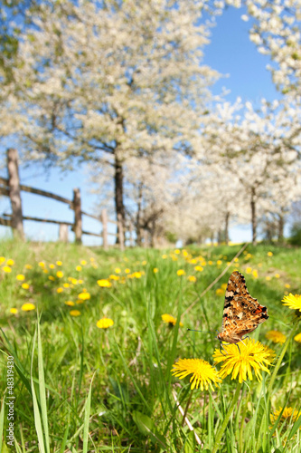 Schmetterling auf Fr  hlingswiese