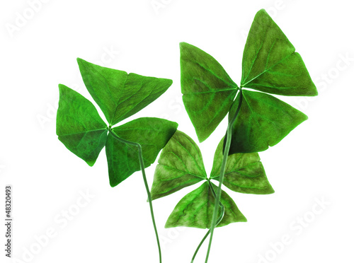 Original sharp decorative oxalis leaves isolated on white photo