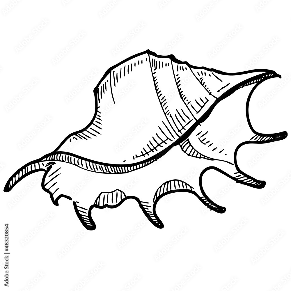 Fototapeta premium Sea shell