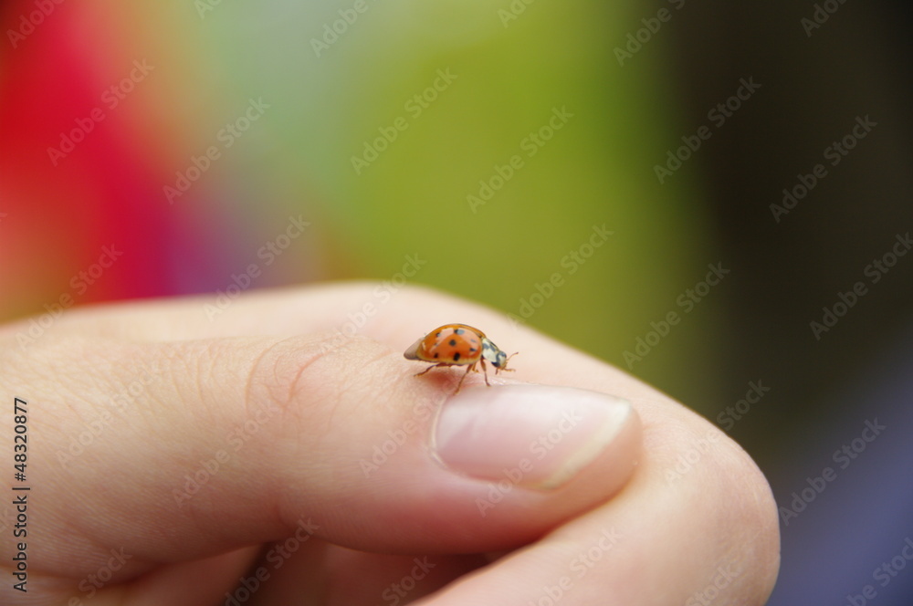 Obraz premium marienkäfer