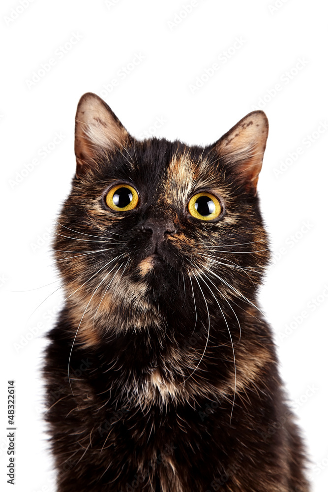 Portrait of a multi-colored cat