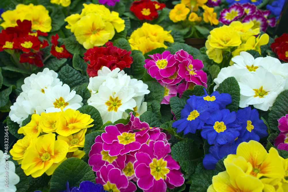 Primula (garden primrose hybrids) flowers. Primula (garden primrose hybrids) flowers.