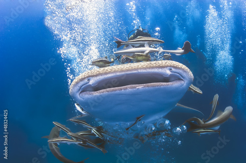 Konstfotografi Whaleshark moving underwater