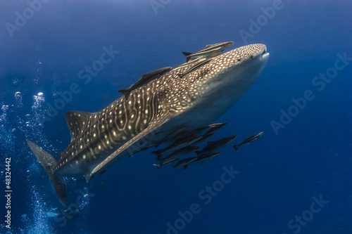 Whaleshark moving underwater