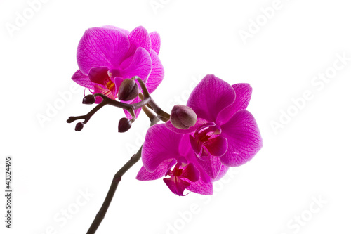 orchid pink