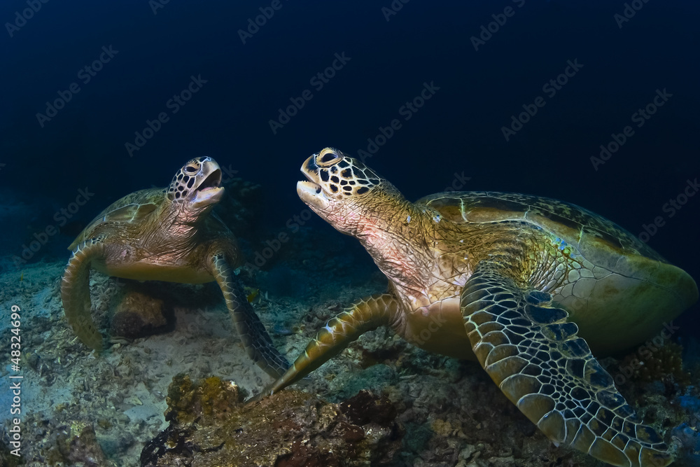 Fototapeta premium Green Seaturtles on the reef in Malaysia
