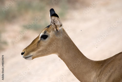 Female Gazelle Thompson