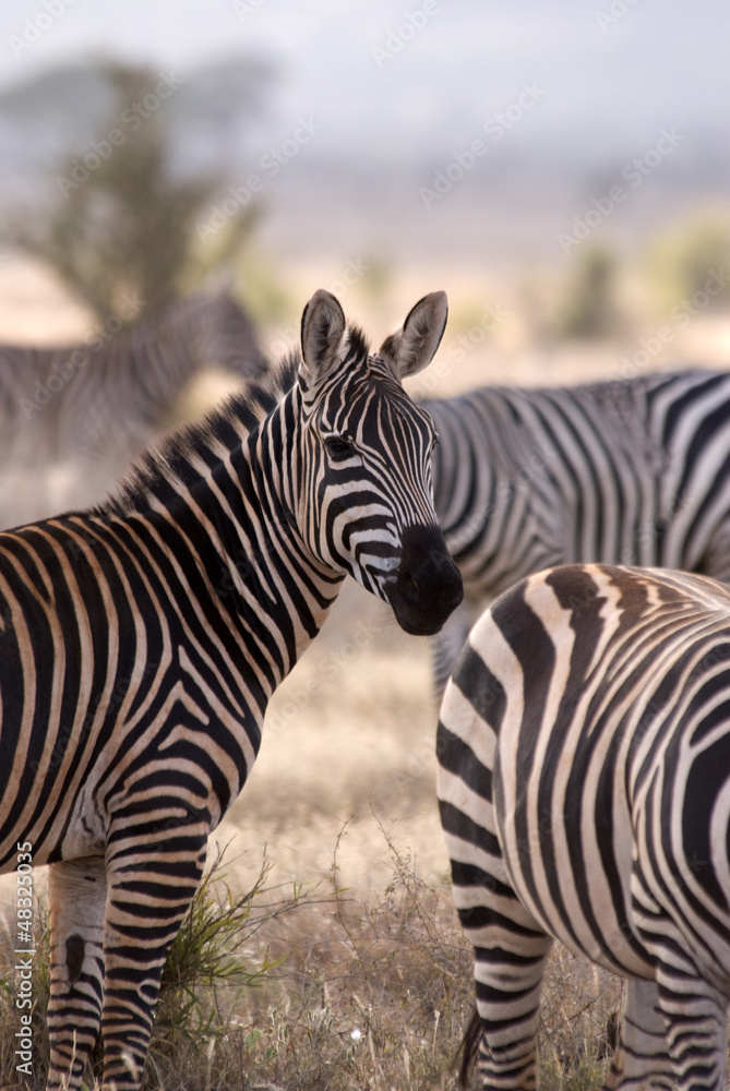 Fototapeta premium Zebras, Tsavo est