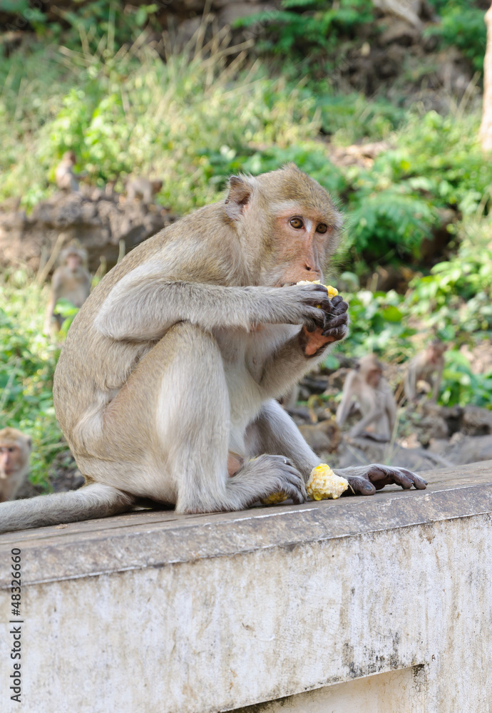 Obraz premium Monkey eating corn