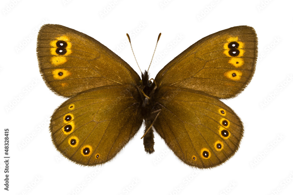 Fototapeta premium Erebia medusa (Woodland Ringlet)