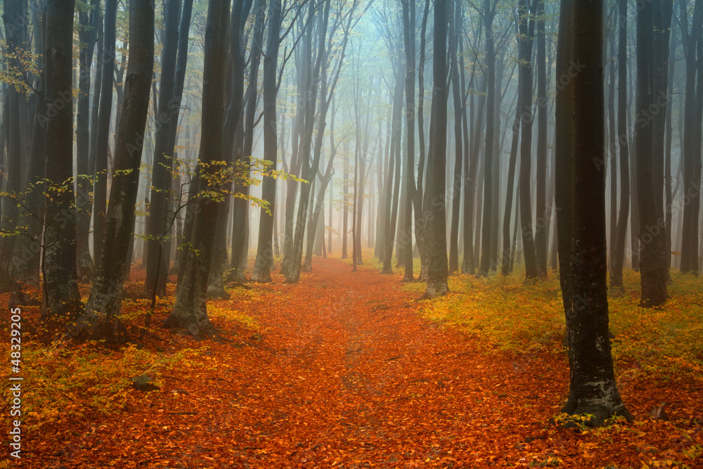 Fototapeta premium Autumnal foggy forest