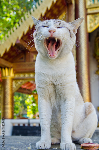 Photos Portrait of Thai white cat