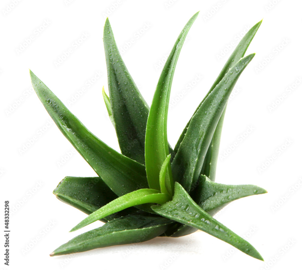 Fototapeta premium aloe vera