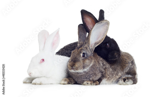 three rabbits © Organic Matter