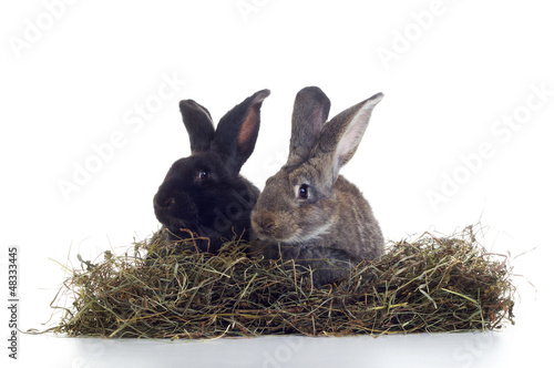 white and black rabbits © Organic Matter