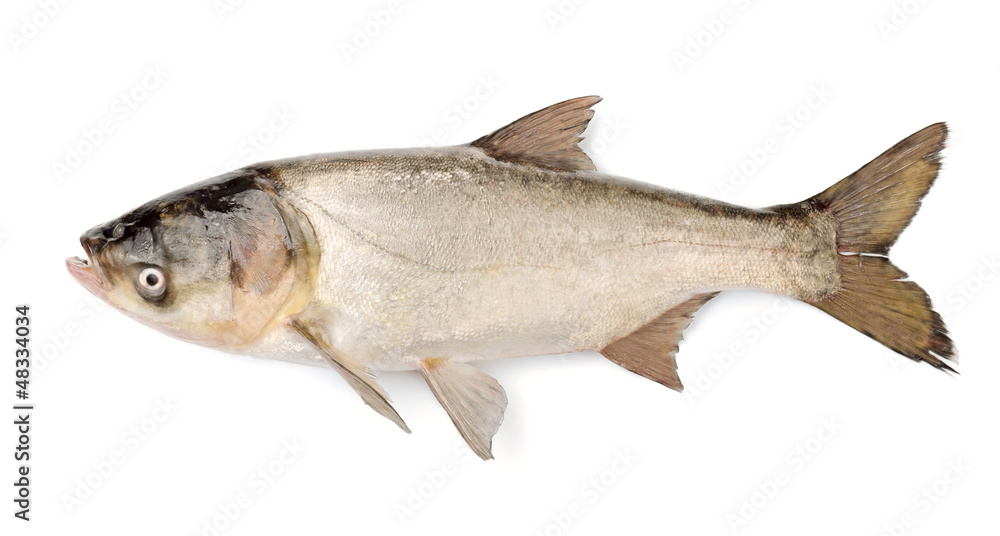 Fish Silver Carp, Hypophthalmichthys Molitrix