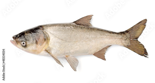 Fish Silver Carp, Hypophthalmichthys Molitrix
