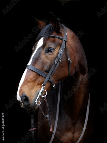 Bay Horse Head Shot © Nigel Baker