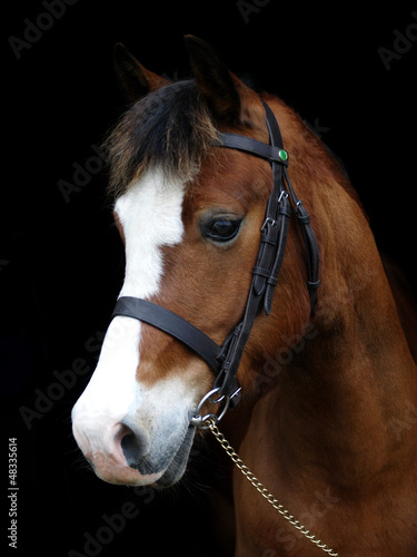 Bay Pony Head Shot