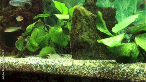 Süsswasserfische im Aquarium photo