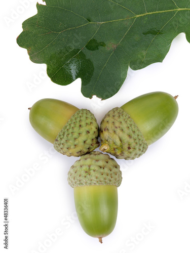 Acorns and leaf