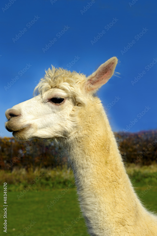 Obraz premium Portrait of a Llama