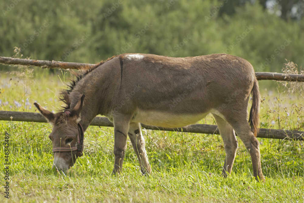 Donkey Donkey