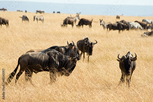 Wildebeest in Masai Mara National Park © erichon