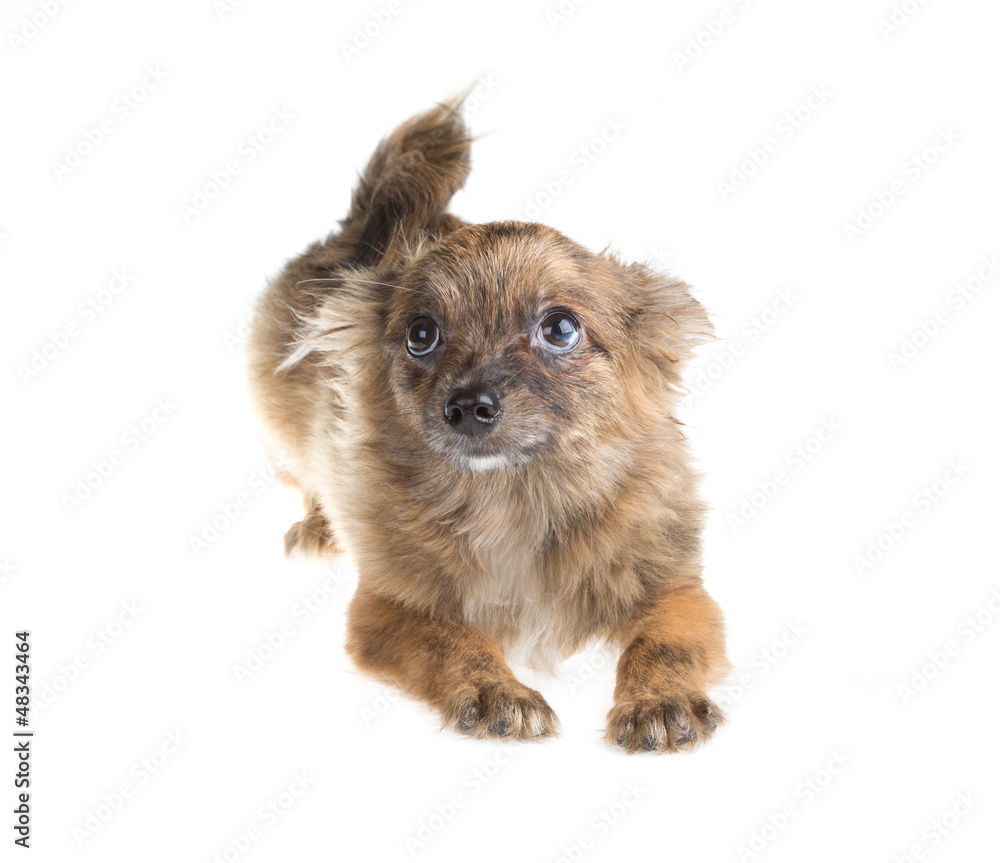 Chihuahua Chihuahua