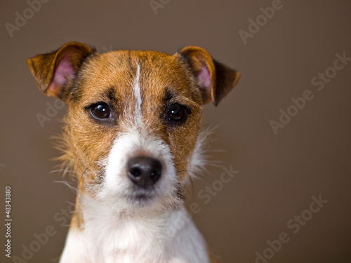 Portrait of a Cute Jack Russell Terrier