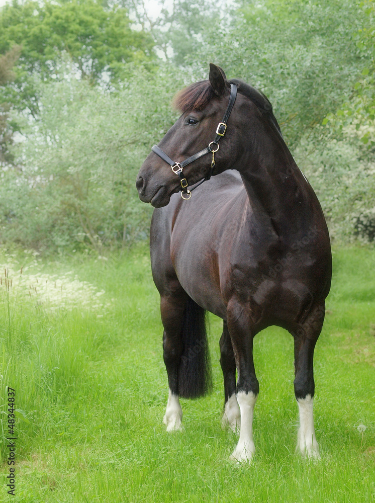 Black Horse Standing