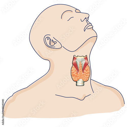 thyroid gland in the human body