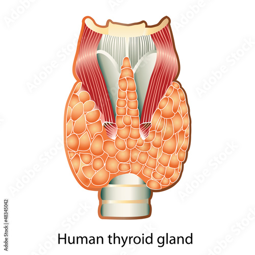 Human thyroid gland