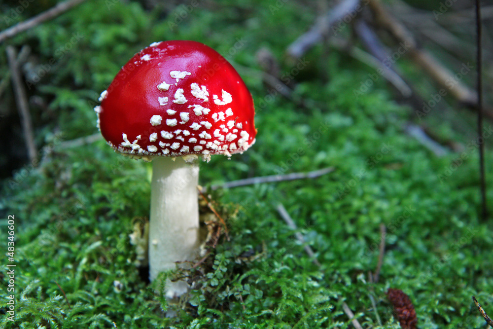 small exemplar of red fly agaric in green small exemplar of red fly agaric in green