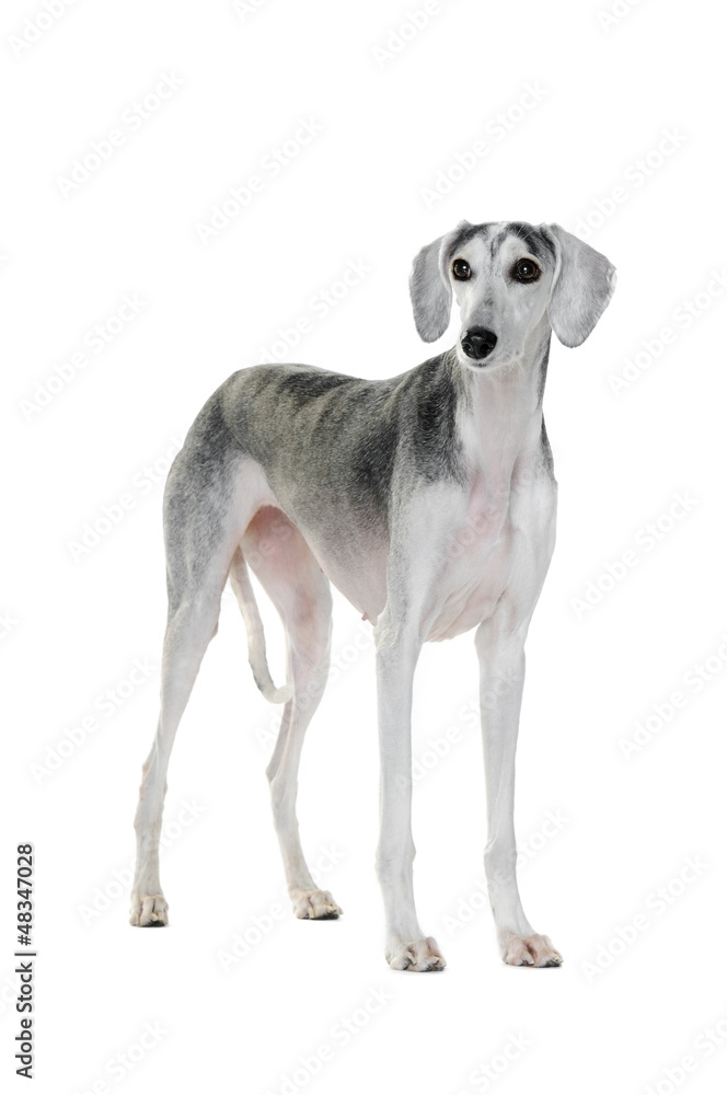 Saluki dog standing on white background Saluki dog standing on white background