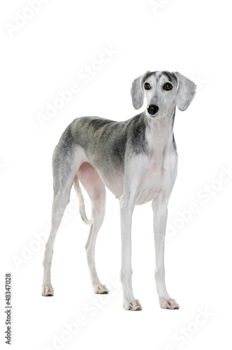 Saluki dog standing on white background