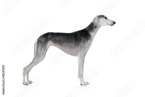 Saluki dog standing on white background